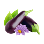 Eggplant