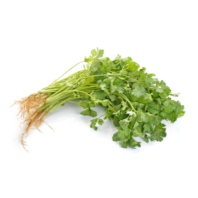 Coriander