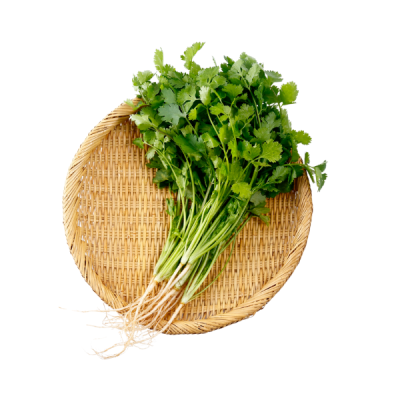 Coriander
