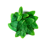 fresh mint