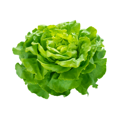 Lettuce