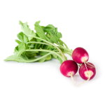 Radish